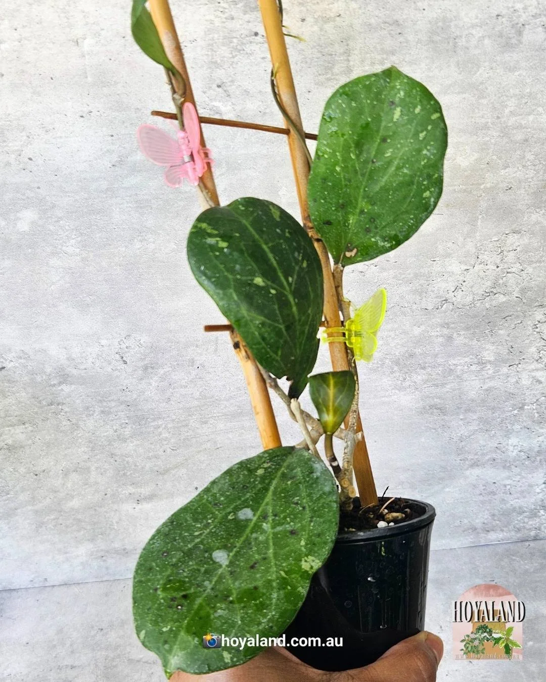 Hoya Michele  (3).jpg