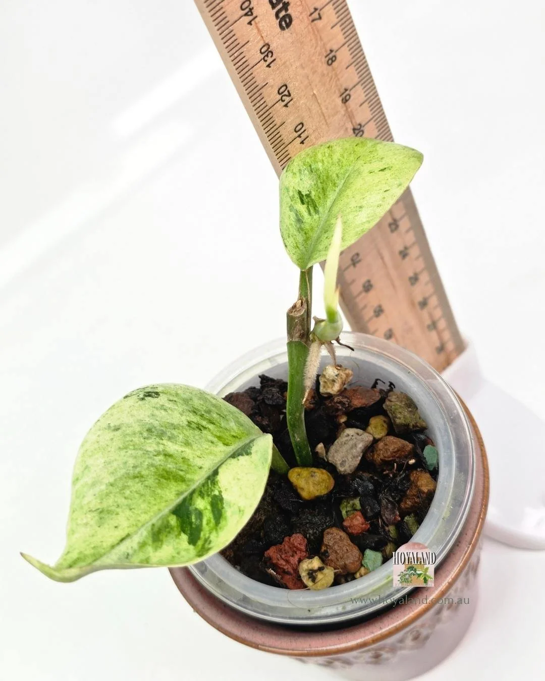 Rhaphidophora elliptifolia variegata (2).jpg