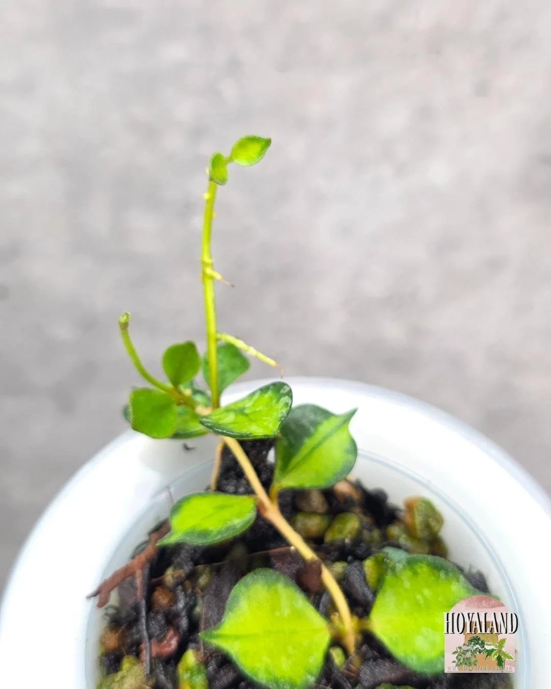 Hoya curtisii variegata (2).jpg