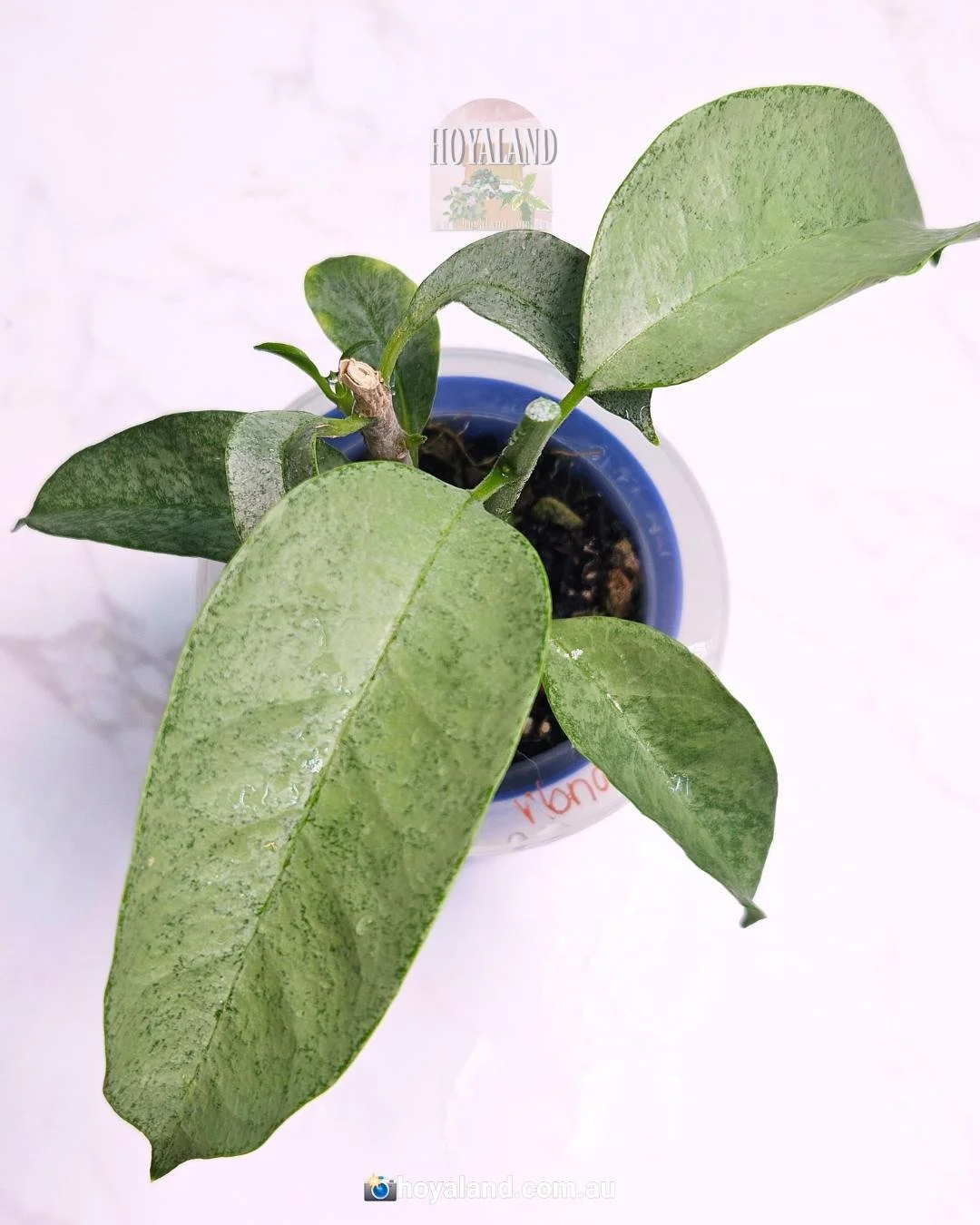 hoya multiflora wonderphil (2).jpg