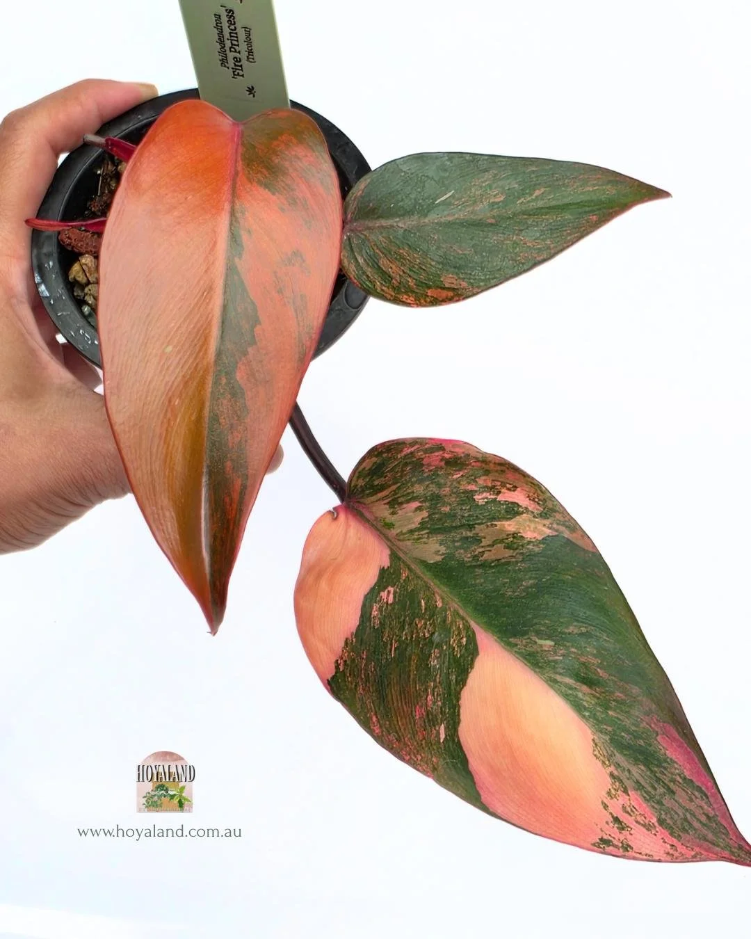🍂  Ultra Rare Philodendron 'Fire Princess' (Tricolour) | Premium Clonal Propagation