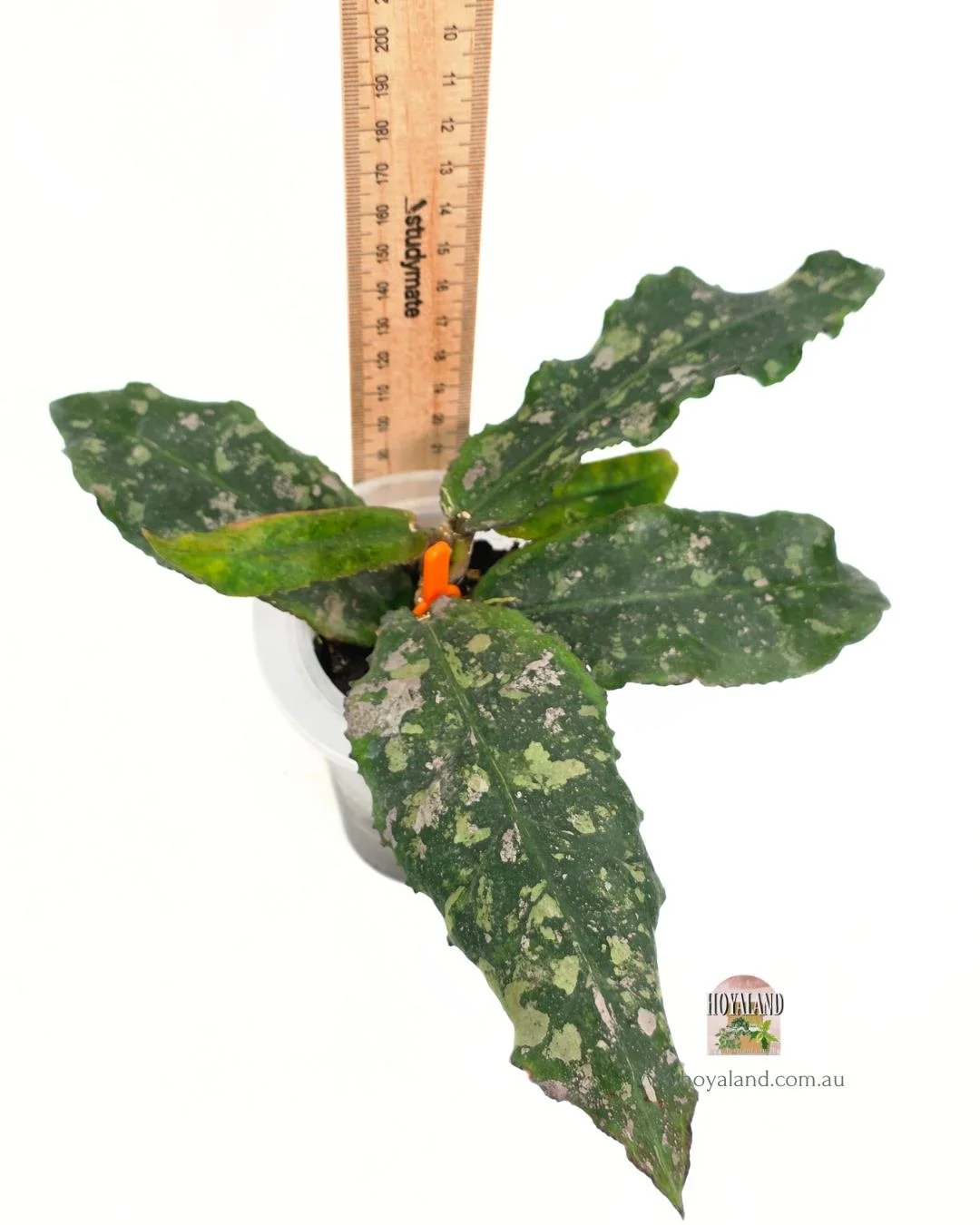 Hoya undulata (6).jpg