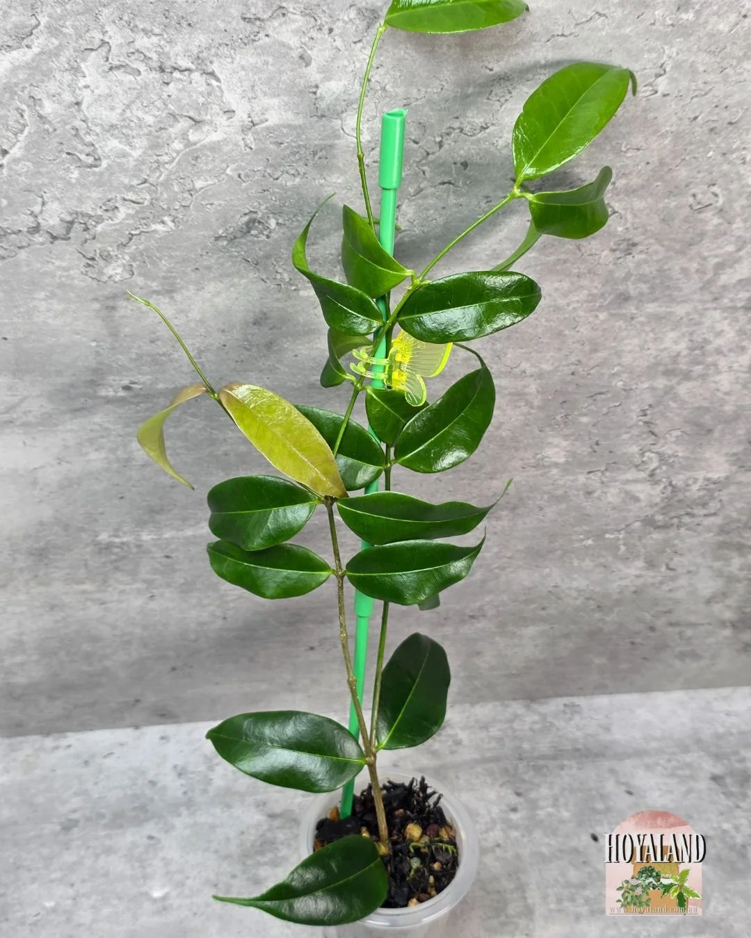 🌞 Hoya MEDUSA Plant for Sale | Rare & Unique |  Large 🎇