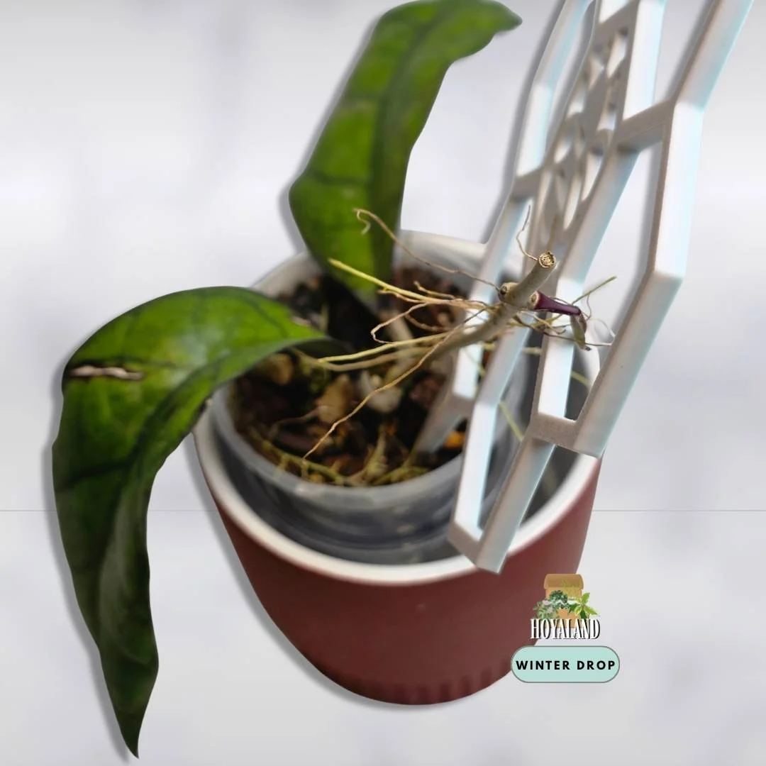Established Hoya finlaysonii sp Tabalong Black Stem showing callistophylla-like veining