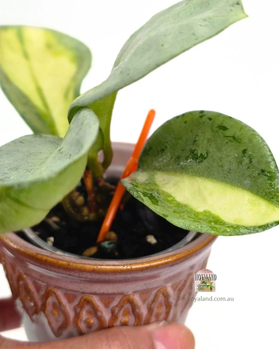 Hoya nova ghost (3).jpg