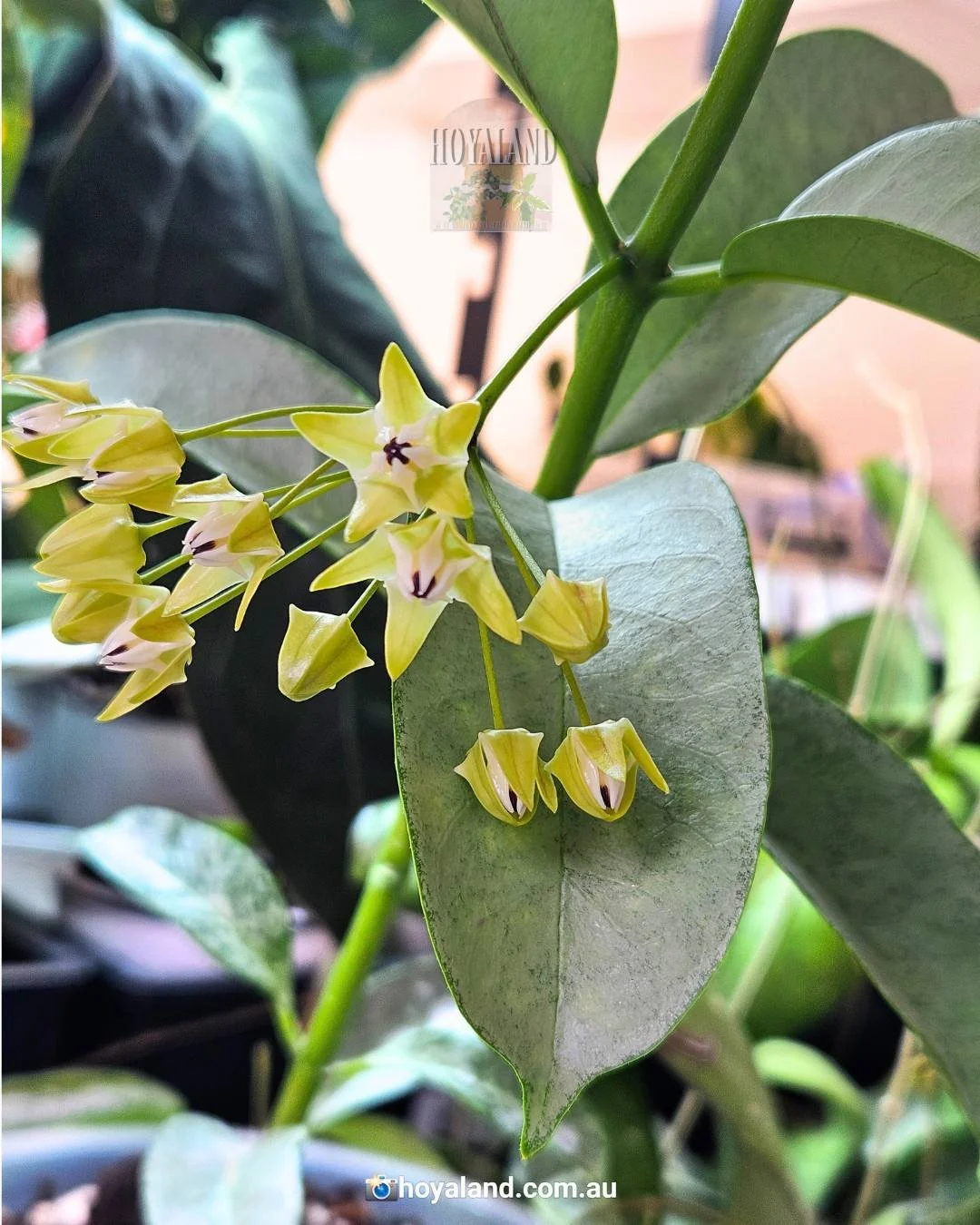 hoya multiflora wonderphil (2).jpg