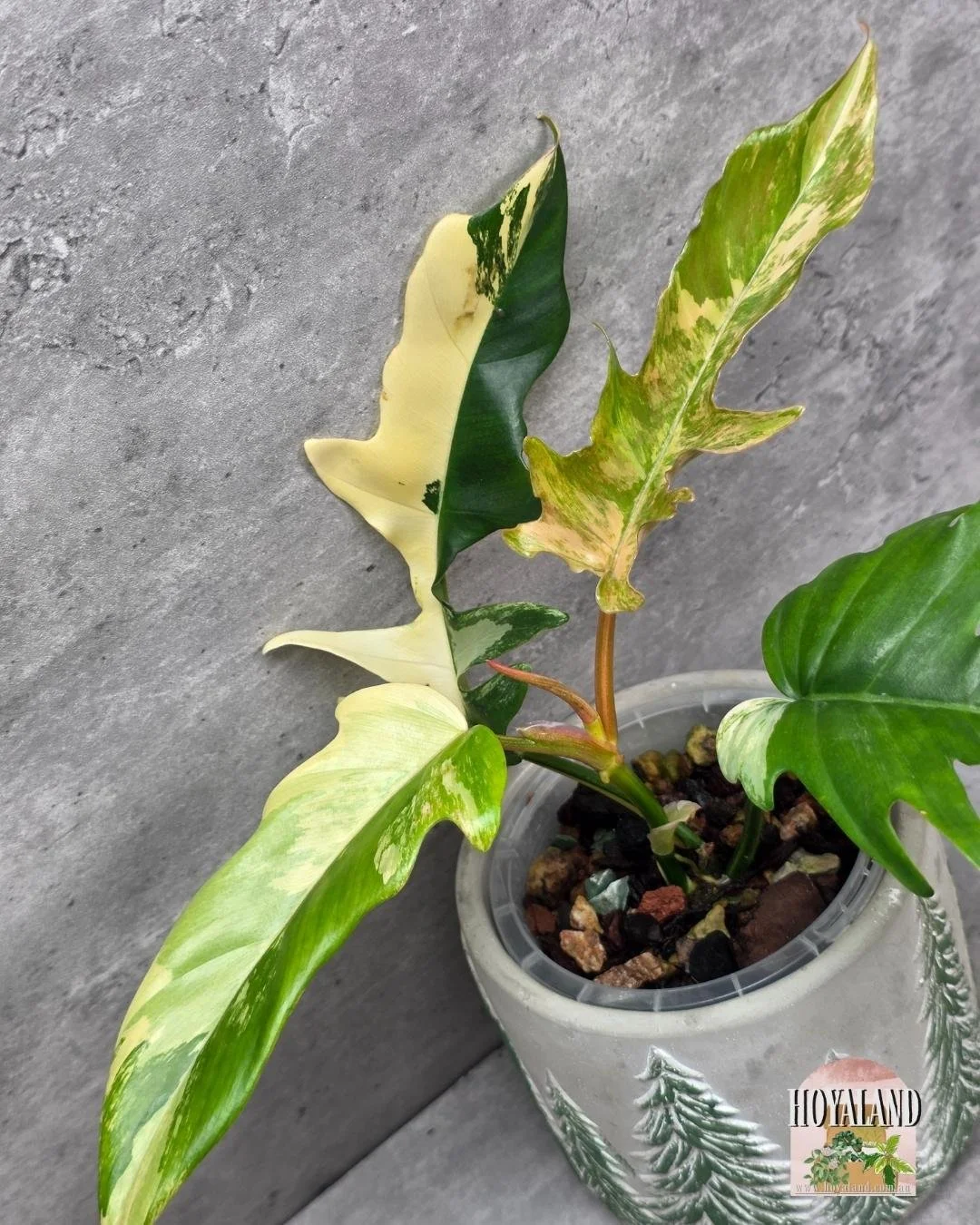 Philodendron FB x Tortum (4).jpg