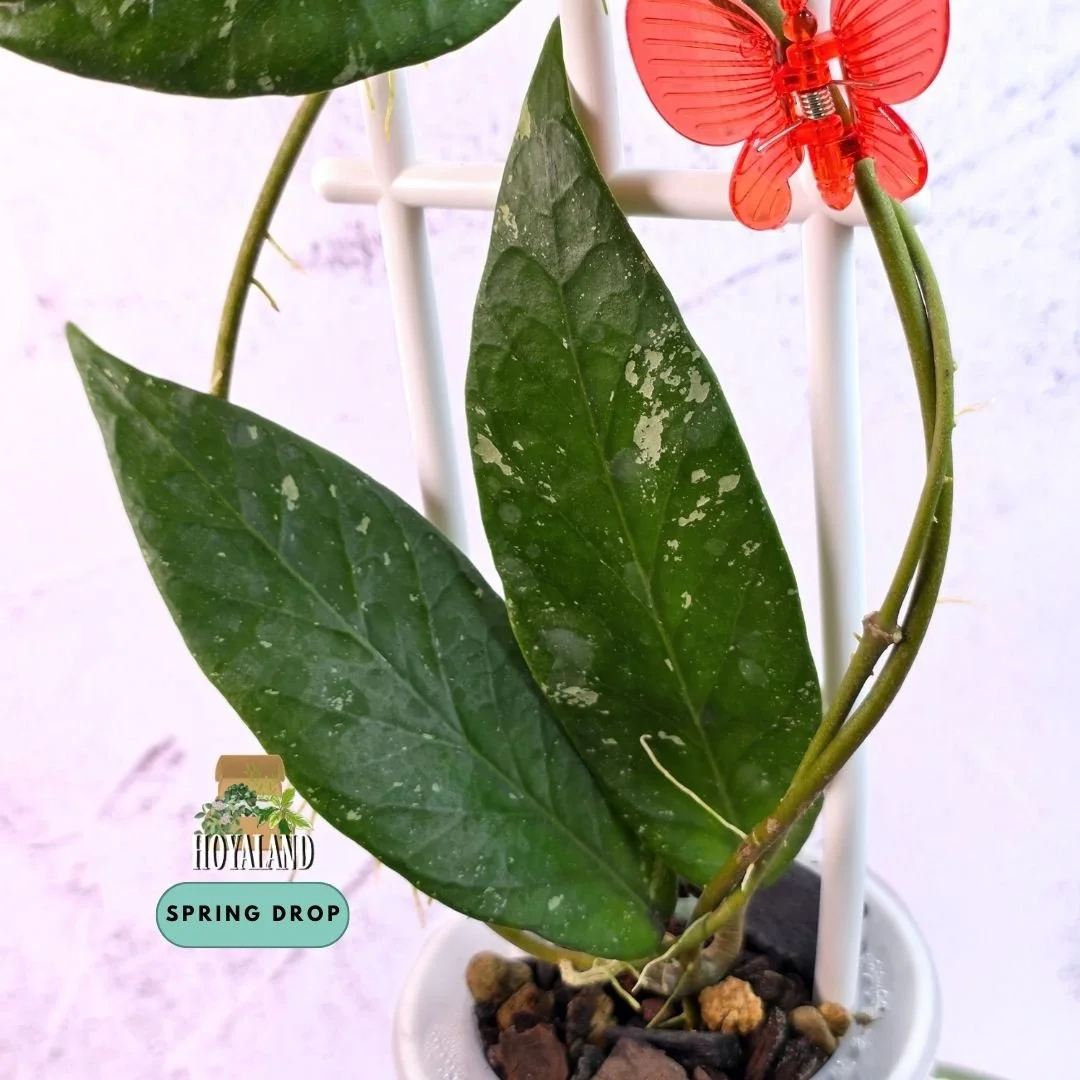 Hoya sp Aceh Rhino 2 (4).jpg