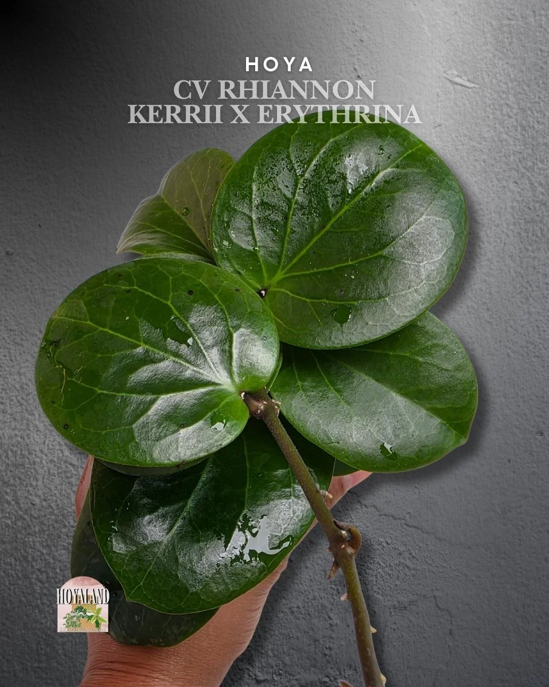 Hoya Rhiannon (3).jpg