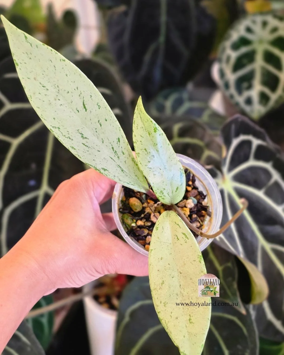 Hoya pubicalyx pink silver ghost (6).jpg
