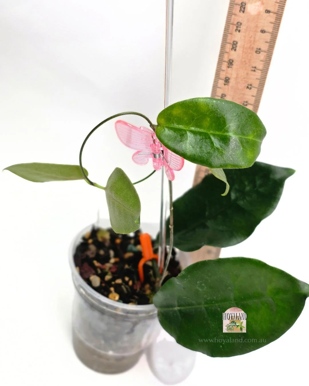 Hoya piestolepsis.jpg