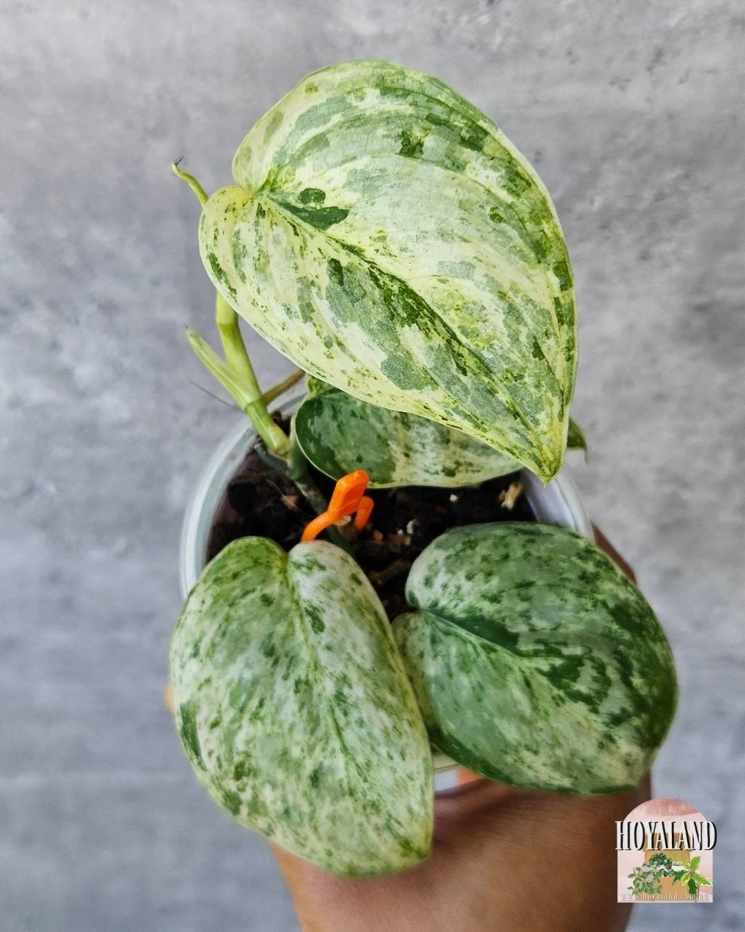 🖤 Rare Scindapsus Exotica Tembaga  - NEW 🙏