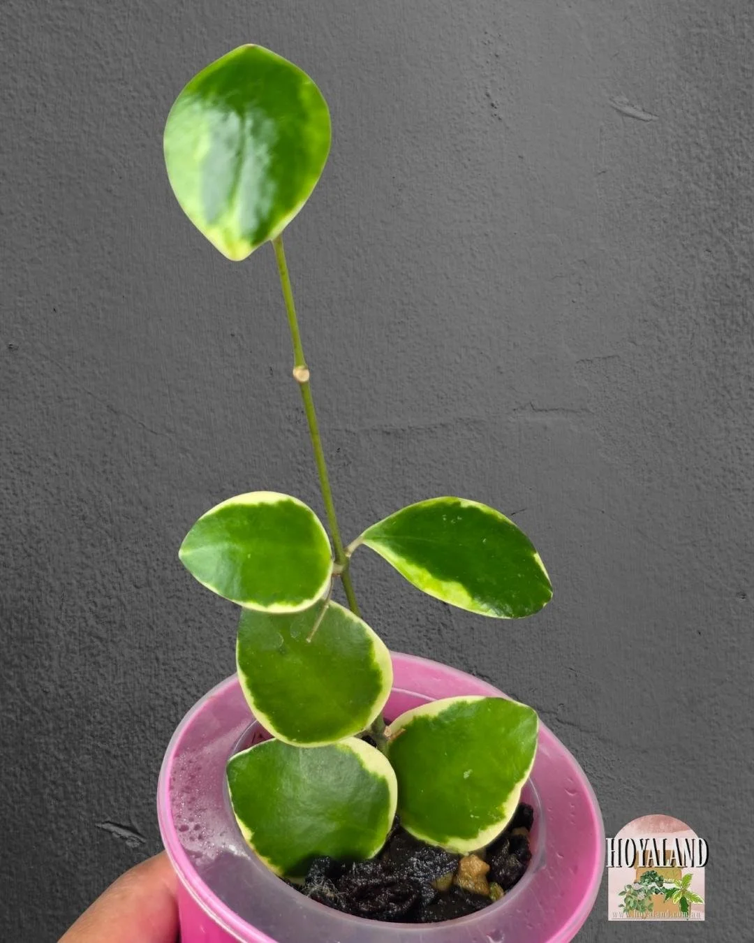 Hoya incurvula palta albo.jpg