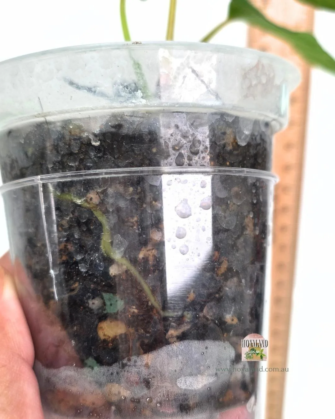 Anthurium midnight velvet (1).jpg