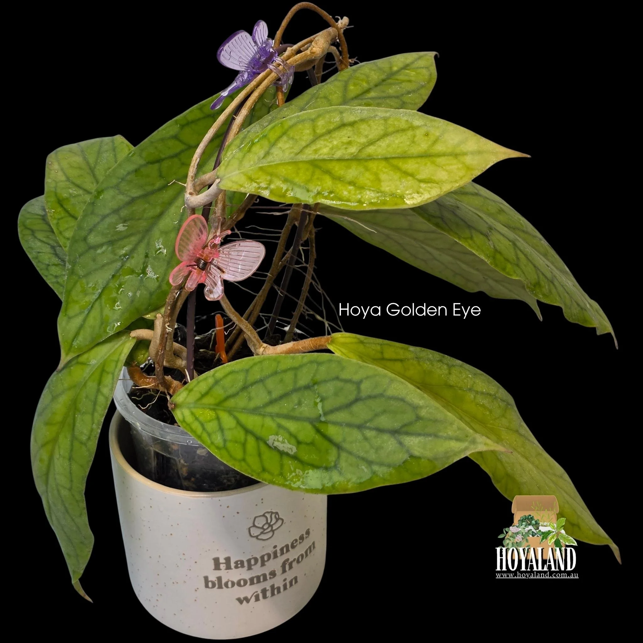 ⛄ Large leaf hybrid Hoya (eryrthrina x incrassata) Golden Eye A