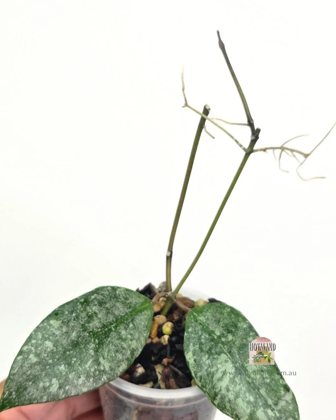 Hoya walliniana silver (3).jpg