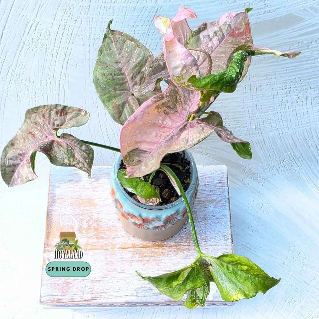 Syngonium double pink variegated 2 (2).jpg