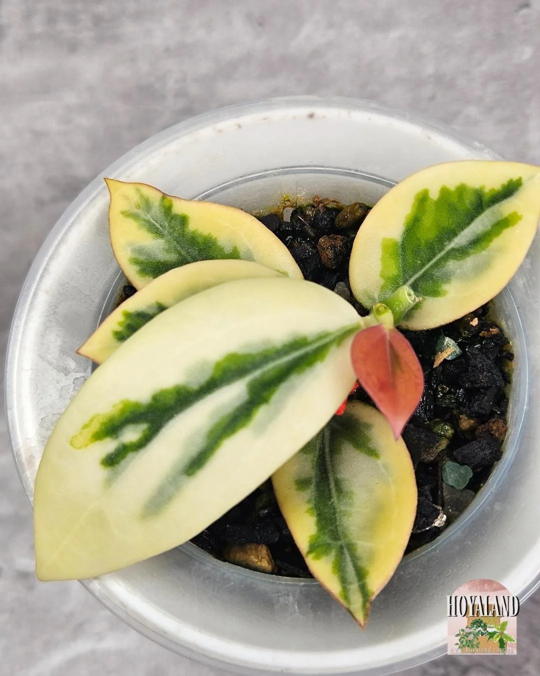 SP PARA EMERALD FROST (3).jpg