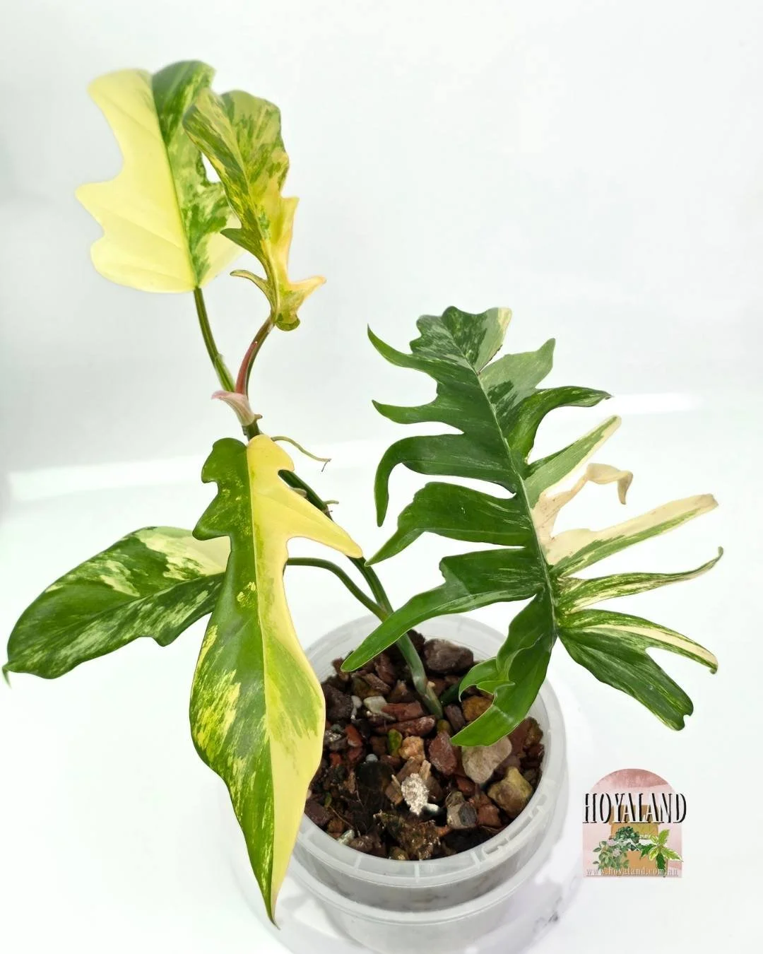 🌞 Philodendron Florida Beauty X Tortum | Rare Hybrid Plant  A 🎇