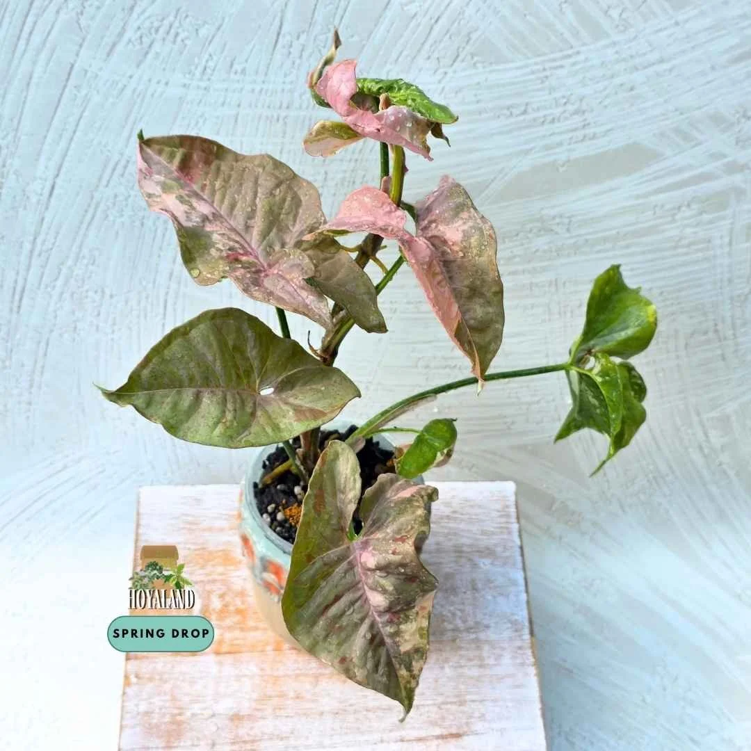Syngonium double pink variegated 2 (6).jpg