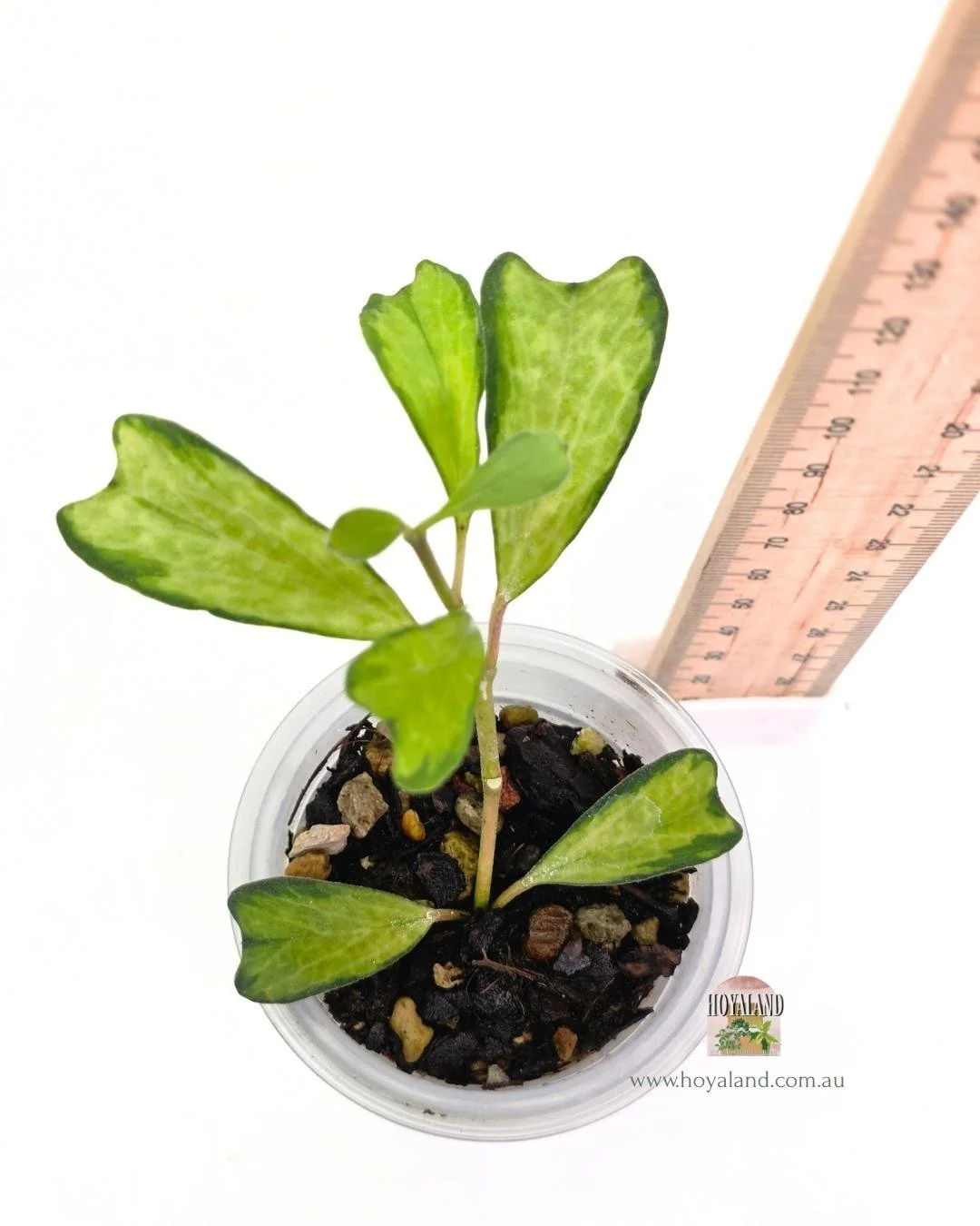 Hoya manipurensis variegata (1).jpg