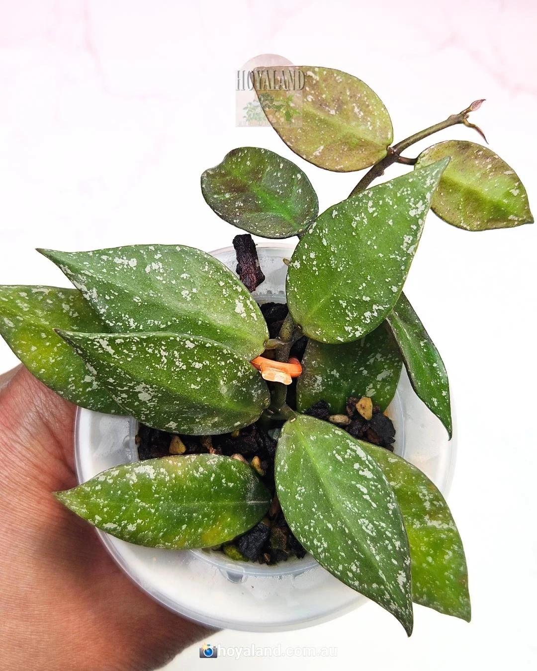 nabawanensis splash (3).jpg