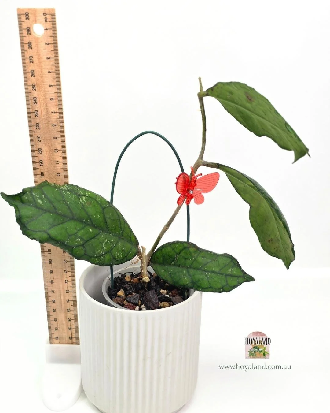 🍂 Ultra Rare Hoya Svetlana EPC 959 (deykeae x finlaysonii)