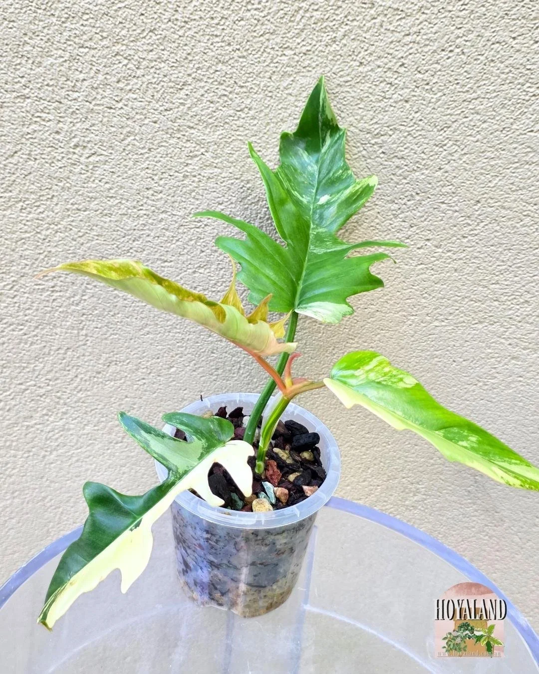 Philodendron FB x Tortum (6).jpg