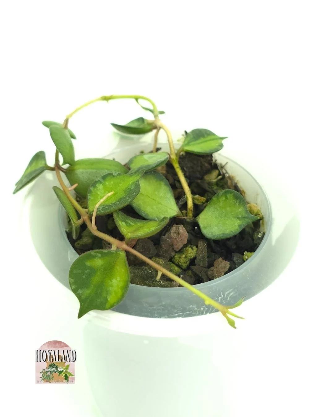 Hoya curtisii variegata (3).jpg