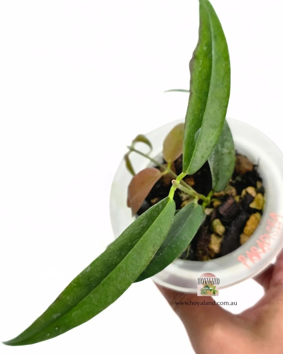 Hoya paradisea b (3).jpg