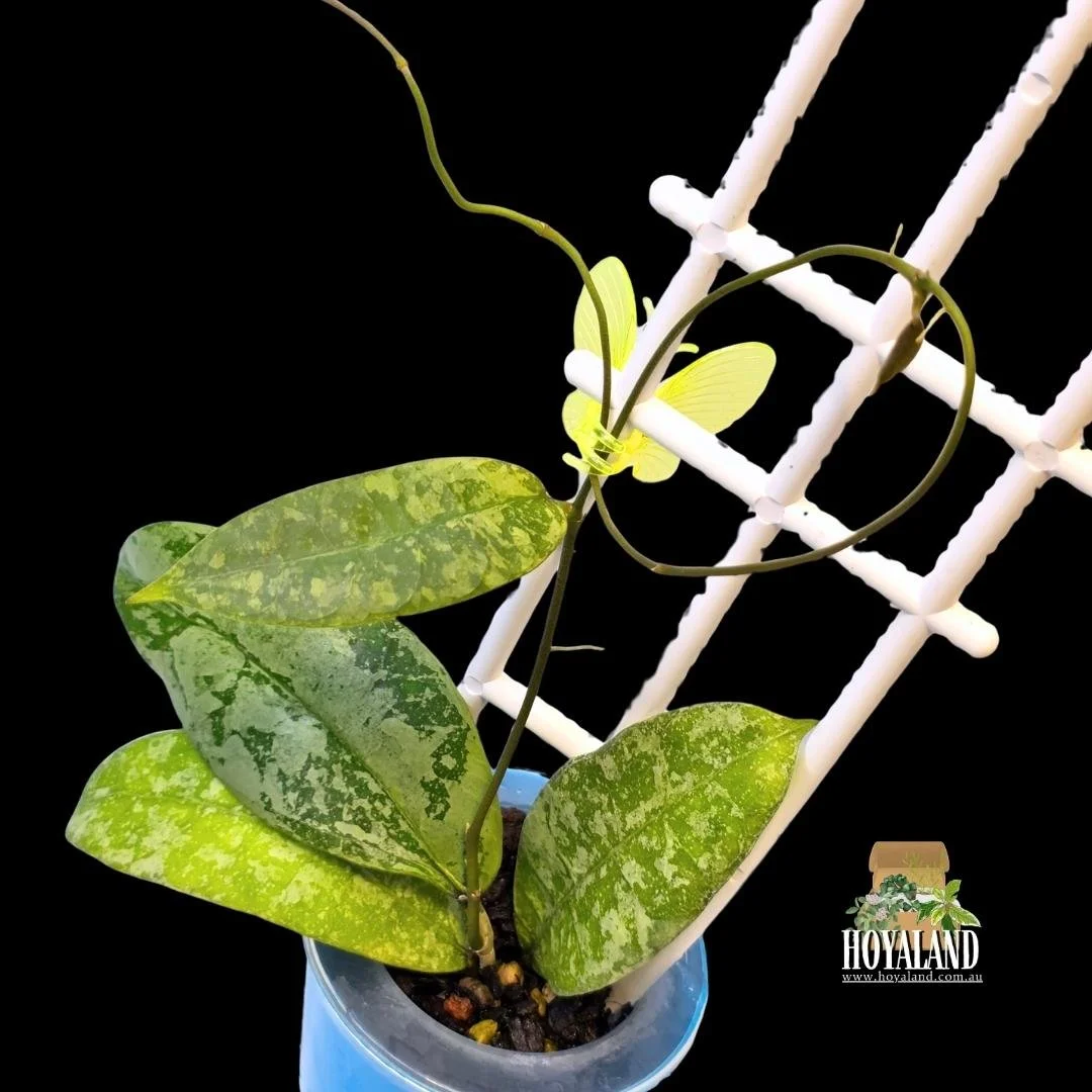 Hoya aff lambii silver (3).jpg
