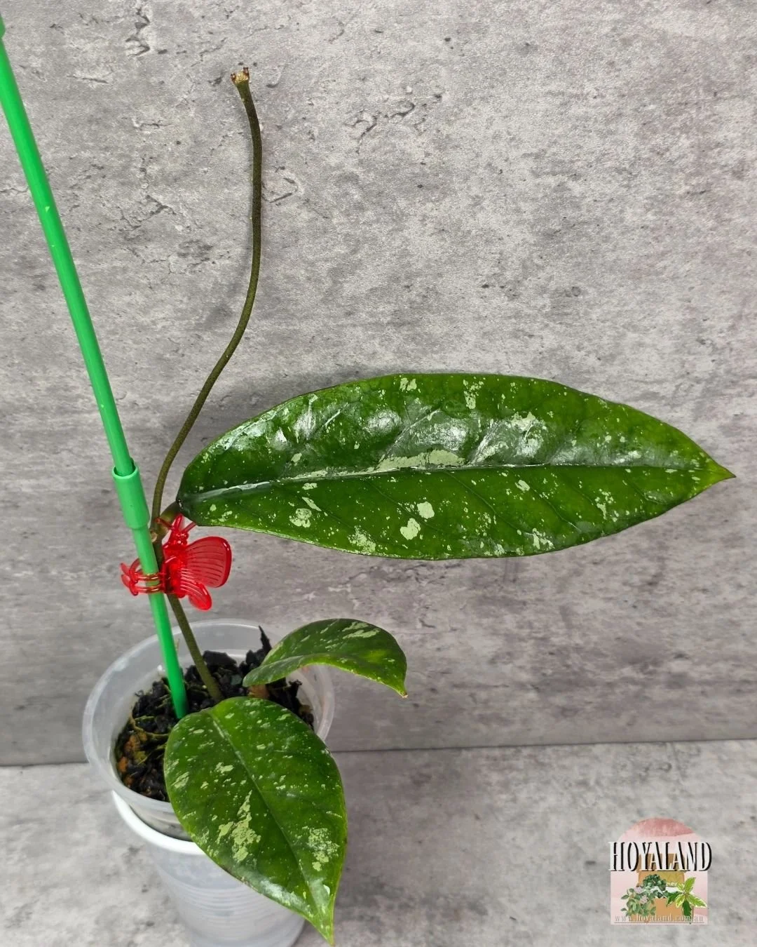 Hoya sp Tabalong Splash (2).jpg