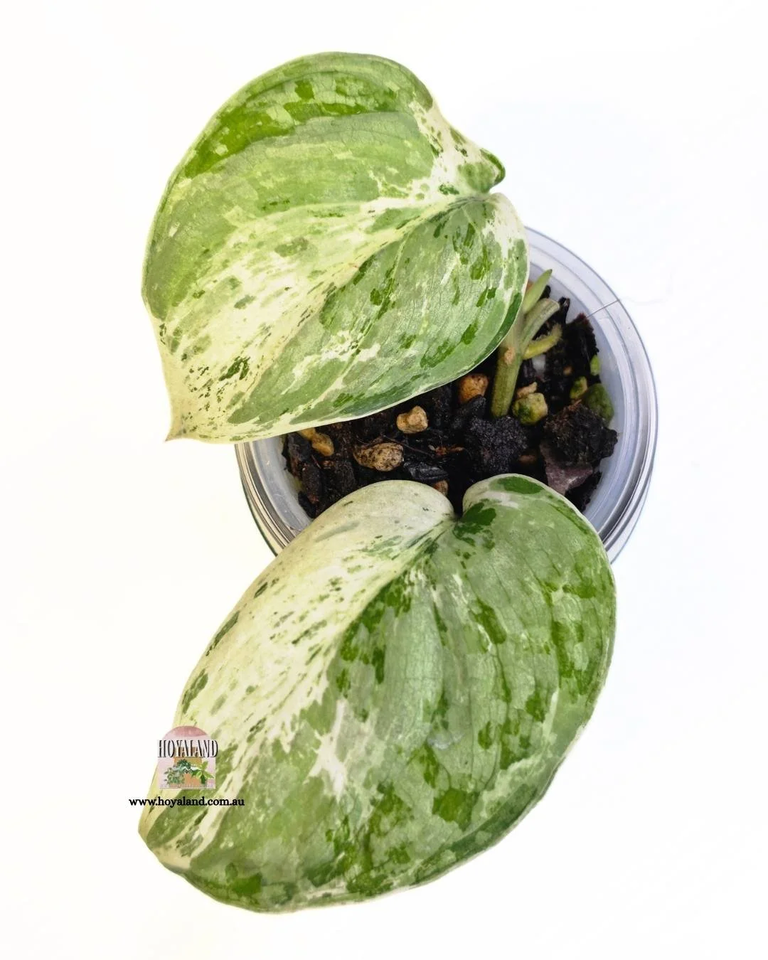 ❄️ Rare Scindapsus Exotica Tembaga | With Growth Point