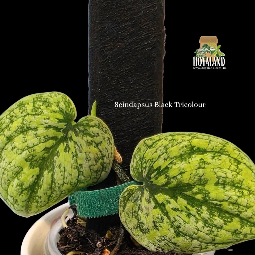 Scindapsus Tricolour (7).jpg