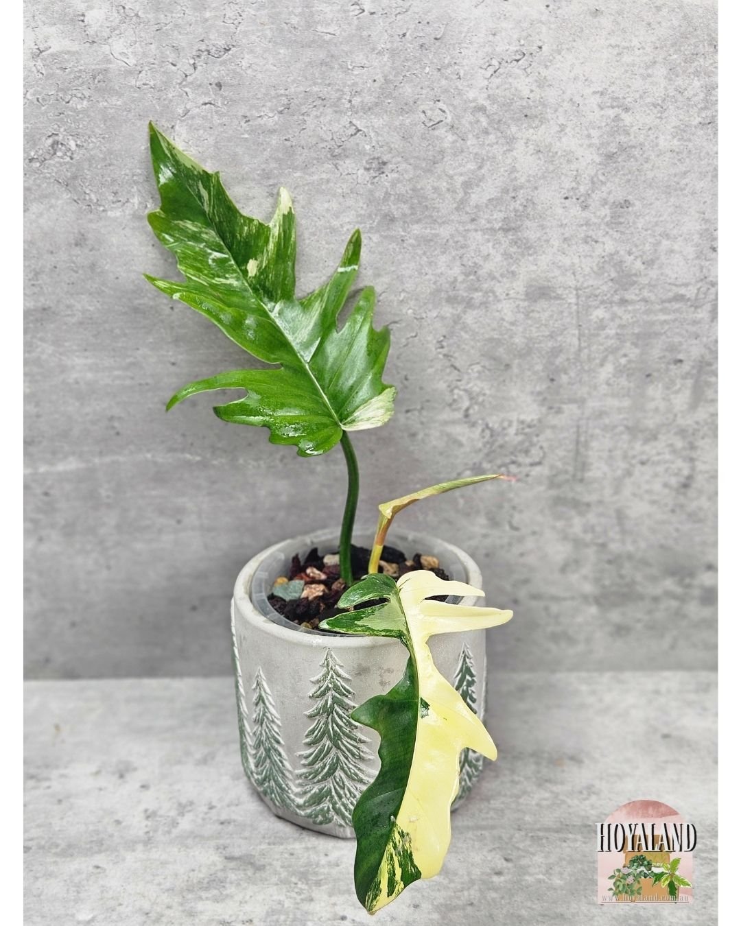 Philodendron FB x Tortum (12).jpg
