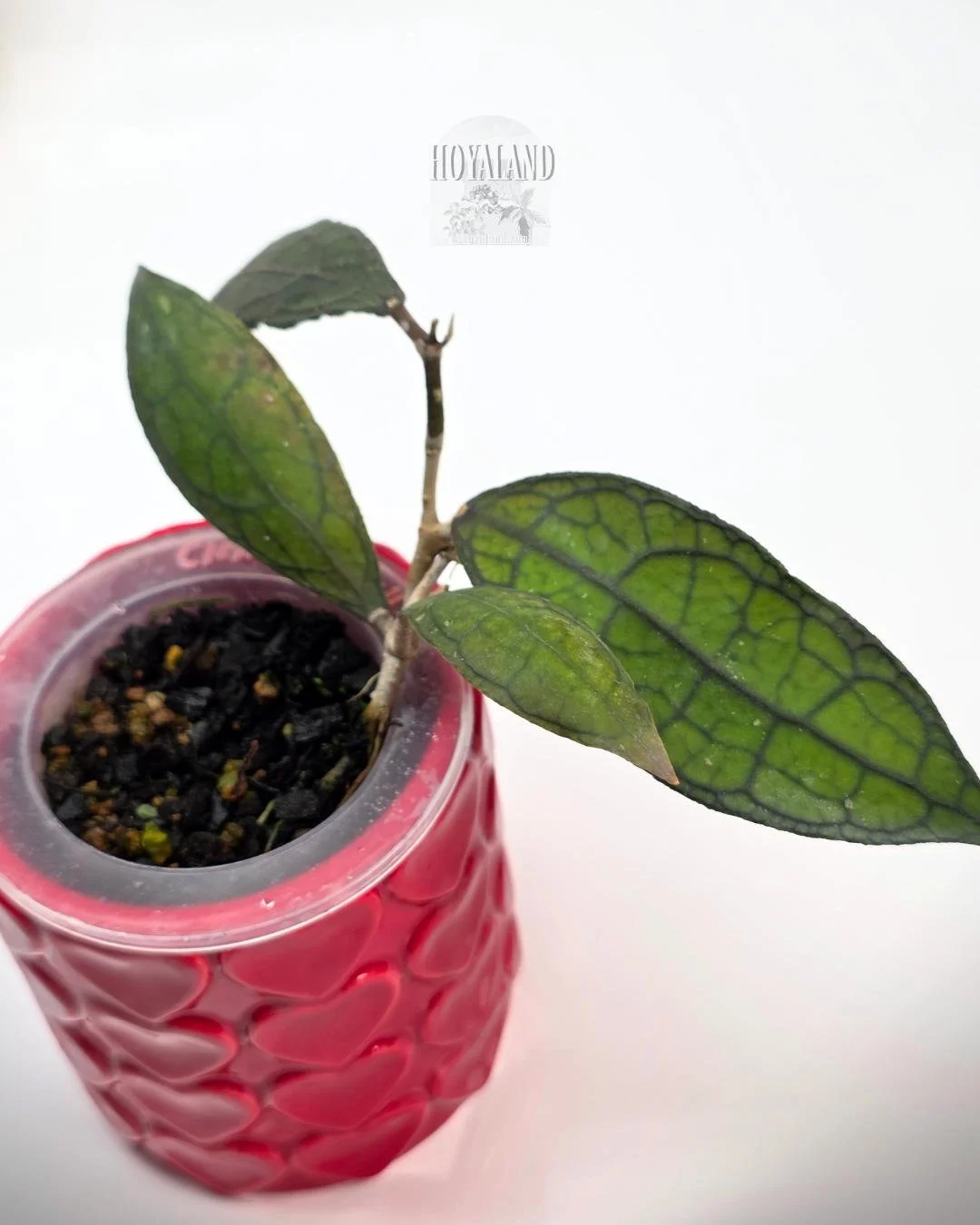 Hoya clemensiorum small (3).jpg