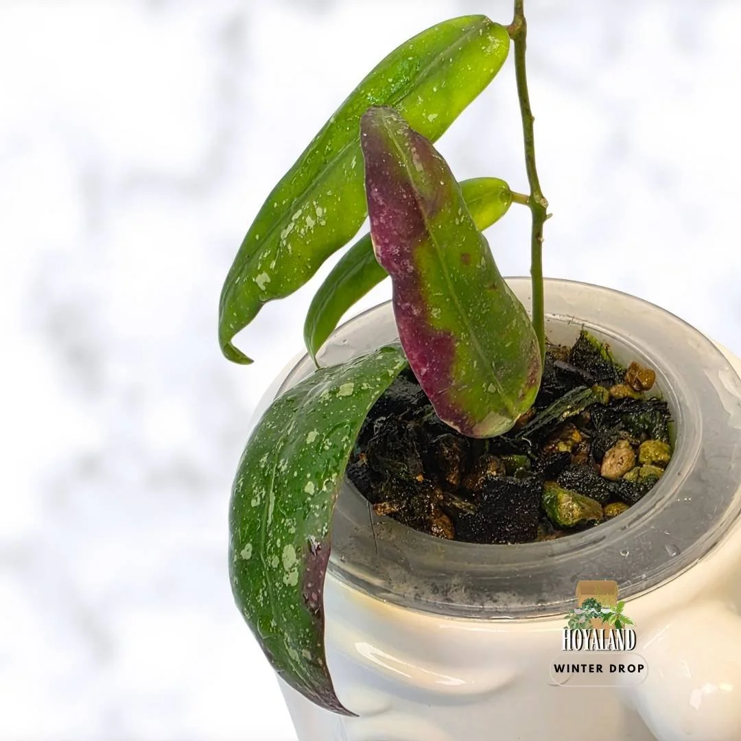 Hoya aff scortechinii  sp Sabah GPS 7950 | Rare Bronze Sun-Stressing Hoya