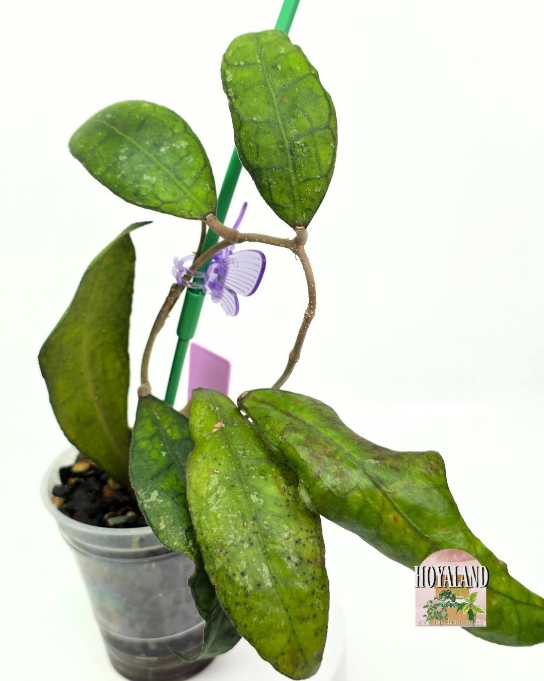 Hoya finlaysonii sukirin (4).jpg