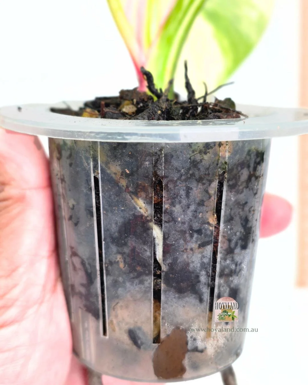 Philodendron white princess aurea tricolour (5).jpg