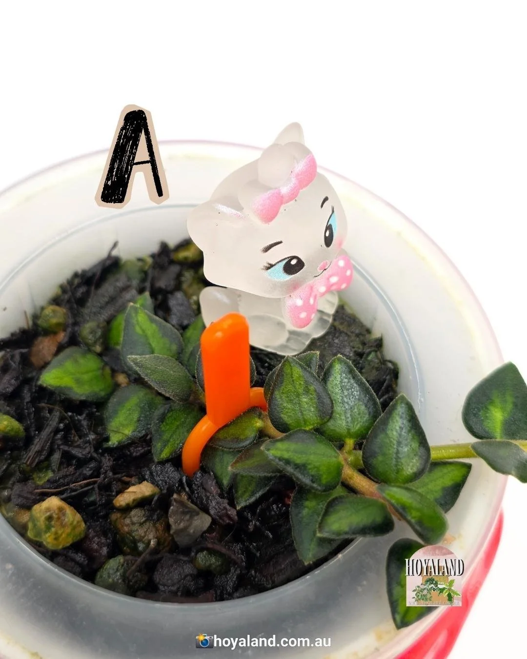 Hoya chinghungensis variegata A (3).jpg