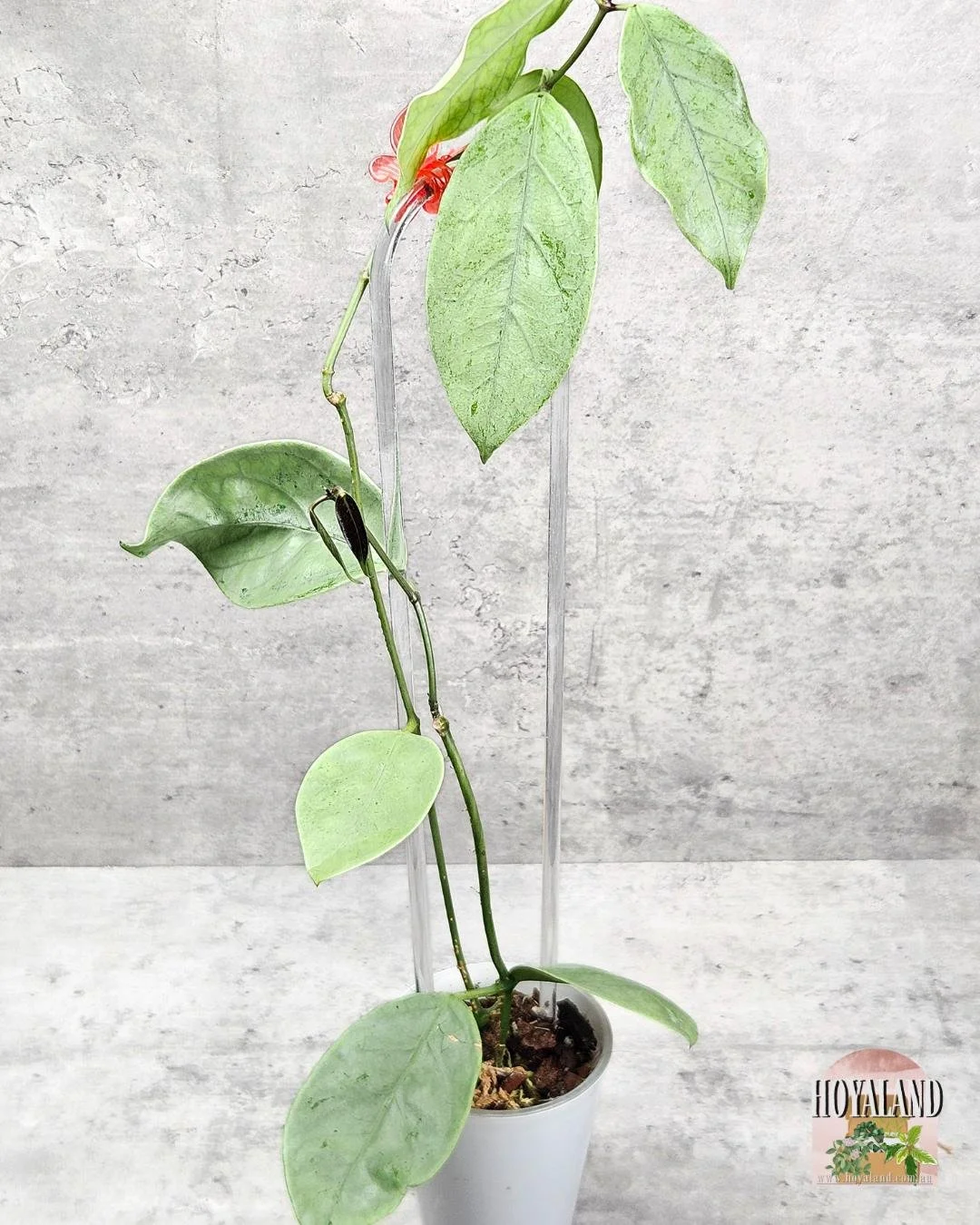 hoya coriacea silver (1).jpg