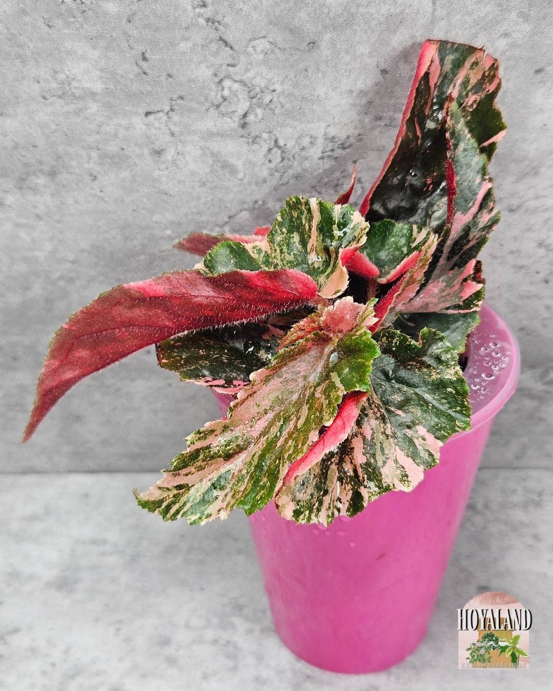 Begonia ginny galaxy (4).jpg