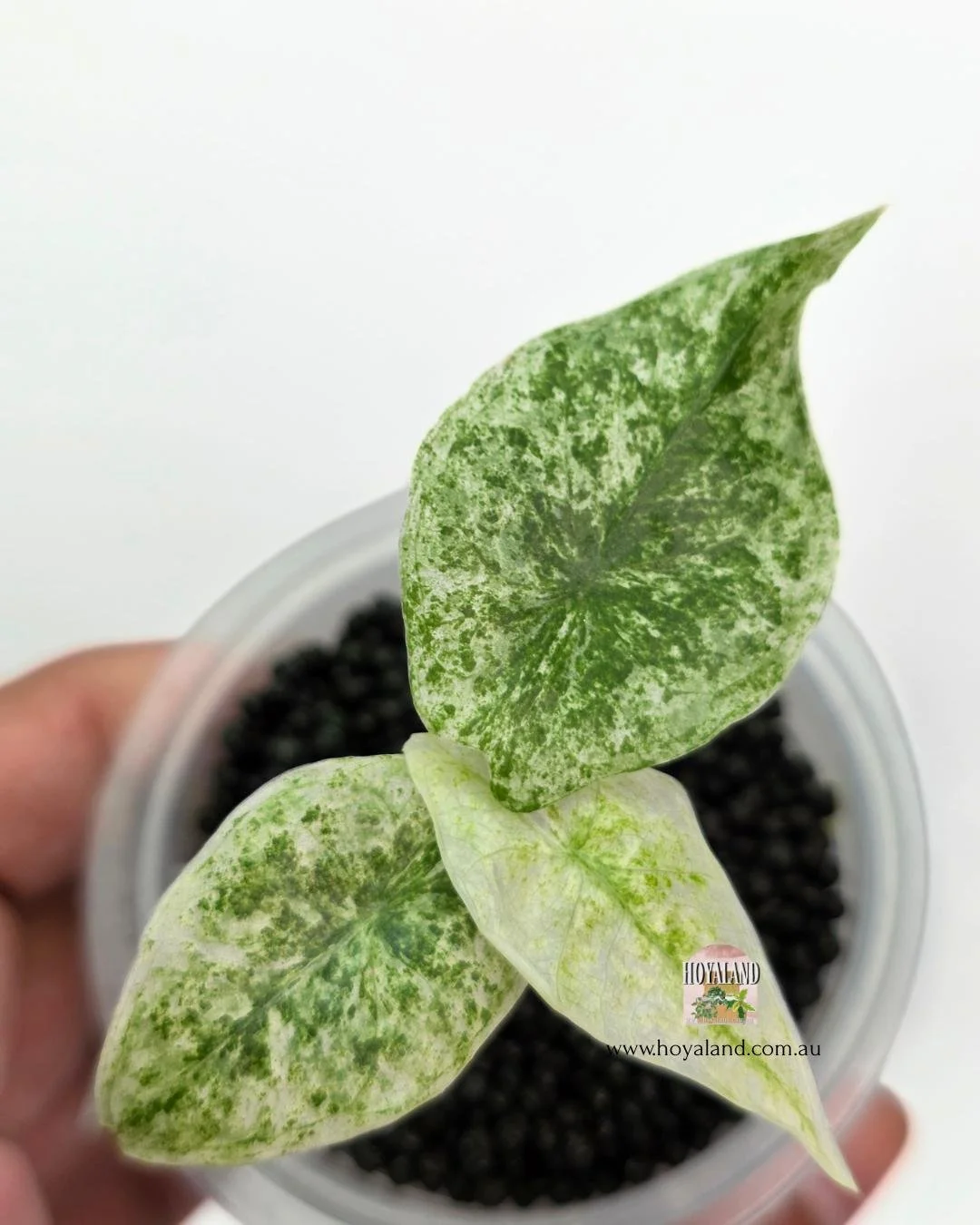 Alocasia longiloba marble (3).jpg