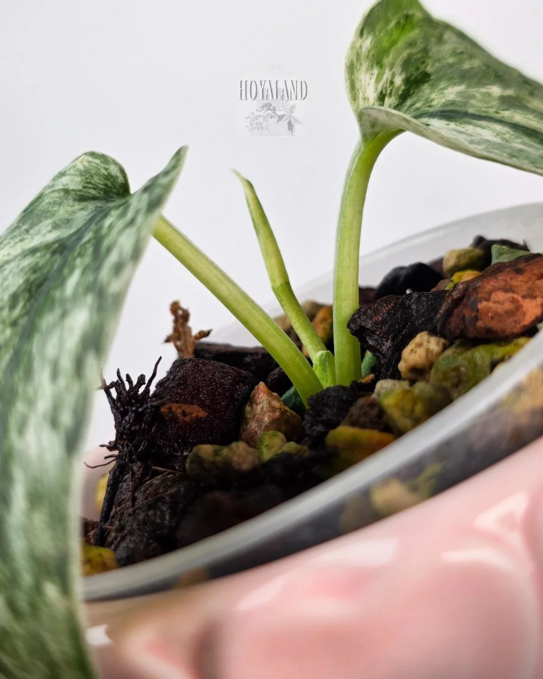 Scindapsus perlas (5).jpg