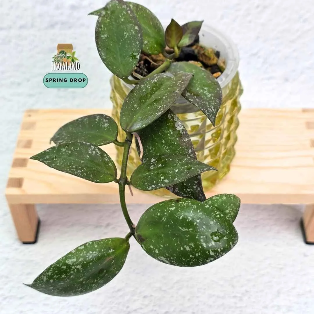 Hoya nabawanensis splash (5).jpg