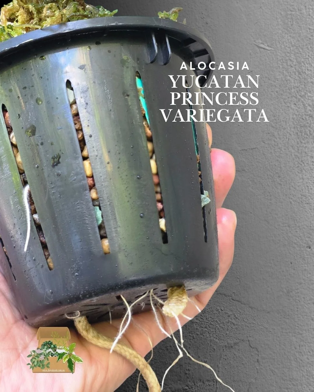 Alocasia Yucatan Princess Variegata (2).jpg