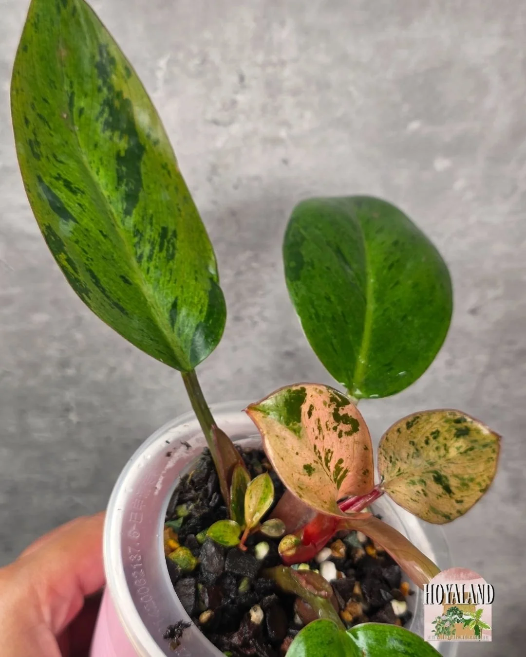 Philodendron mint congo dwarf variety (5).jpg