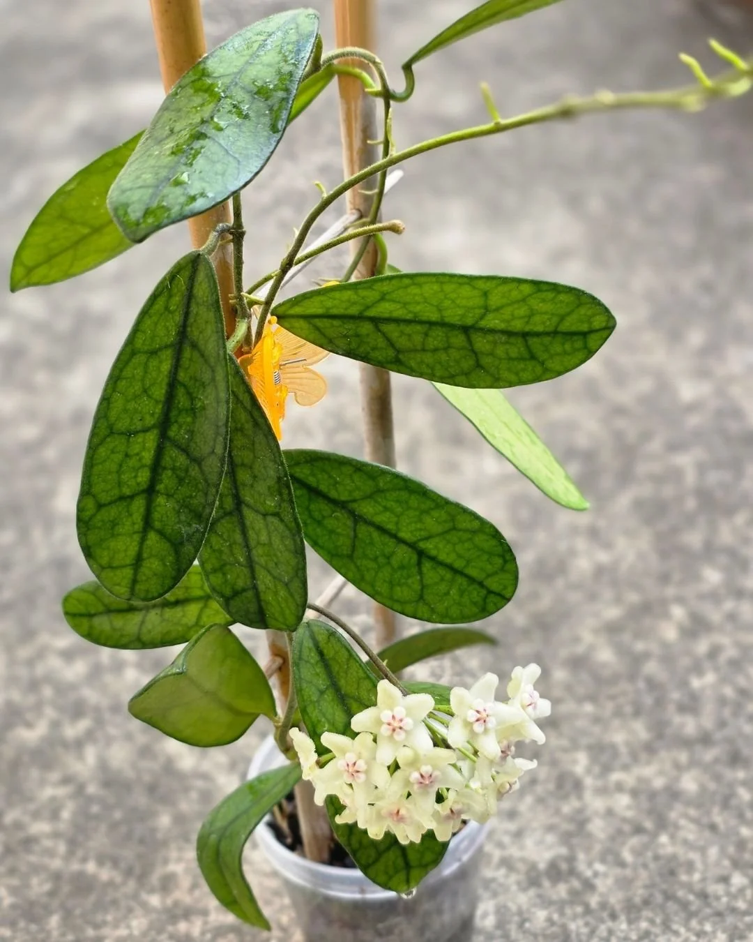 Hoya sichuanensis.jpg