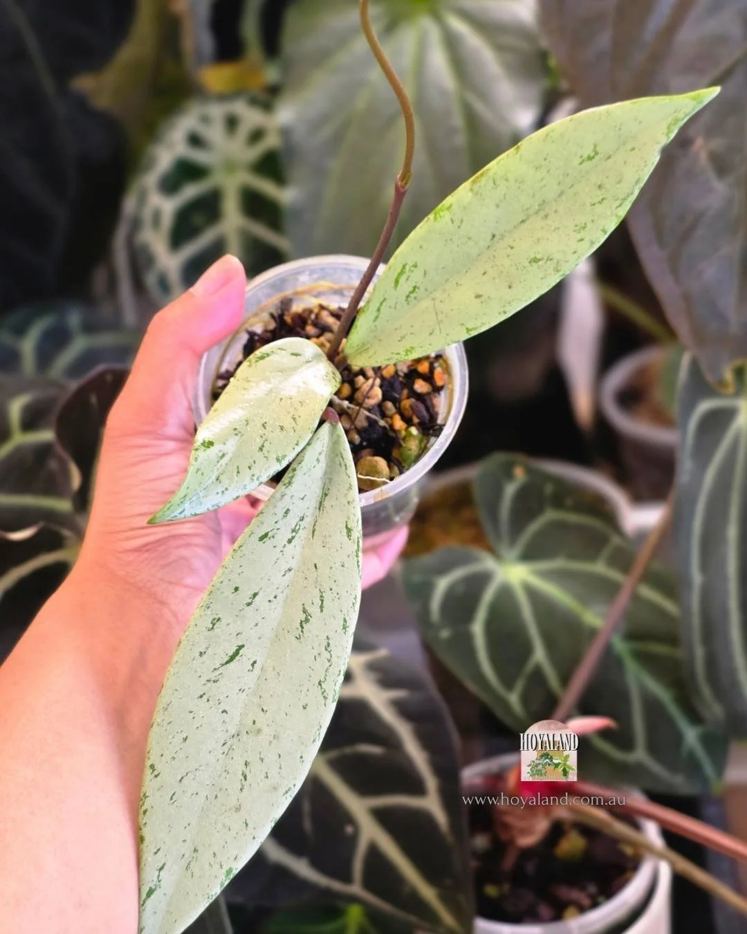 🍂 Hoya Pubicalyx Pink Silver Ghost Good Genetics