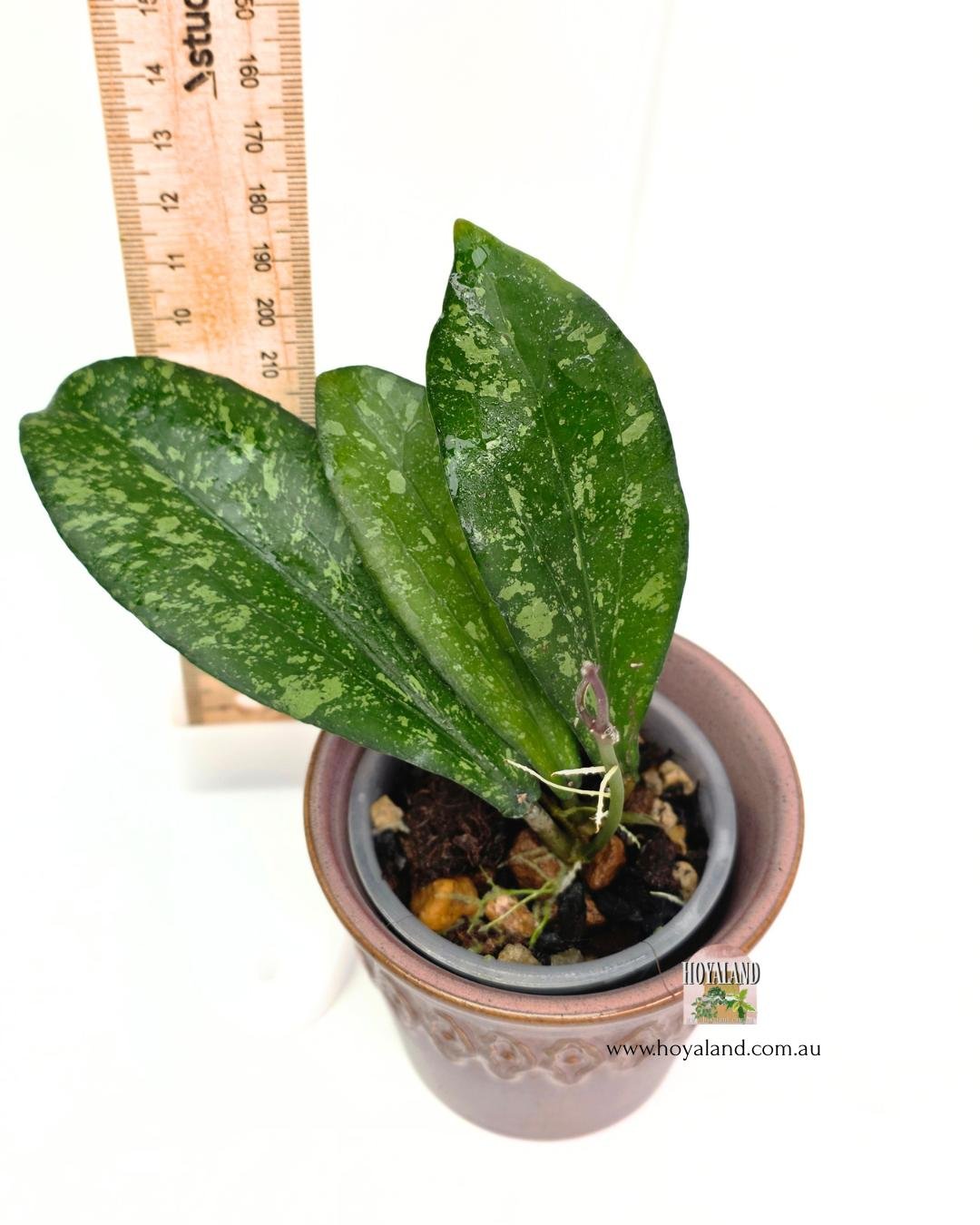 Hoya erythrina splash (3).jpg